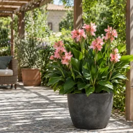 Canna 'Gnom' — grand plant fleuri en pot sur terrasse · Photo d'illustration