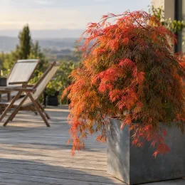 Érable du japon 'Orangeola' (Acer palmatum) — arbuste aux feuilles finement découpées rouges en terrasse · Photo d'illustration