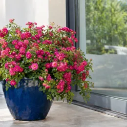 Rosier 'Mirato' (Rosa hybrida) — arbuste fleuri en pot bleu sur terrasse · Photo d'illustration