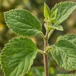 Sauge officinale (Salvia rutilans) — gros plan sur jeunes feuilles velues vertes · Photo d'illustration