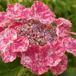 Hortensia 'So long starlit sky' (Hydrangea) — fleurs plates rose moucheté entourant petits boutons centraux · Photo d'illustration