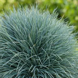 Fétuque bleu 'Festina blue' (Festuca glauca) — touffe dense de feuillage fin bleuté · Photo d'illustration