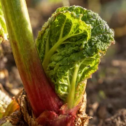 Rhubarbe géante victoria 'Victoria' (Rheum rhabarbarum) — jeune tige rouge avec feuille gaufrée naissante · Photo d'illustration