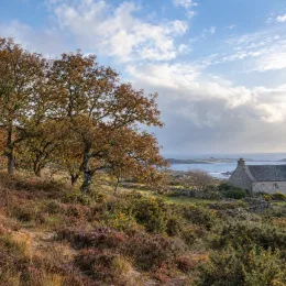 Chêne (Quercus pyrenaica) — arbres sur colline côtière près d'une maison · Photo d'illustration