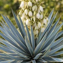 Yucca sentinelle bleu 'Blue sentry' (Yucca rigida) — grappe de fleurs blanches au-dessus de feuilles pointues · Photo d'illustration