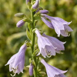 Hosta 'Francee' (Hosta fortunei) — grappes de fleurs tubulaires mauves en gros plan · Photo d'illustration