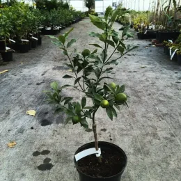 Kumquattier rond 'Meiwa' (Citrus fortunella) — jeune agrume en pot avec fruits verts · Pot 5L Touffe