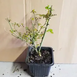 Rosier couvre-sol 'The fairy jaune' (Rosa) — jeune rosier défeuillé en pot plastique · Godet
