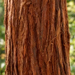 Le séquoia à feuilles d'if (Sequoia sempervirens) — gros plan sur écorce fibreuse striée · Photo d'illustration