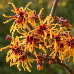 Hamamélis de chine 'Orange beauty' (Hamamelis mollis) — gros plan de fleurs orangées aux centres rouges · Photo d'illustration