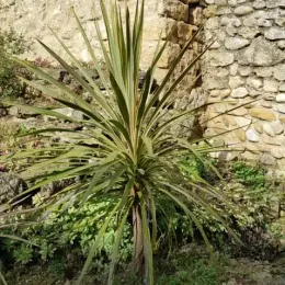 Faux-Dragonnier 'Torbay Dazzler' (Cordyline australis) — plante graphique dressée devant un mur de pierre · Pot 6L