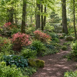 Azalée de chine 'Berry' (Azalea mollis) — massifs fleuris le long d'un sentier forestier · Photo d'illustration