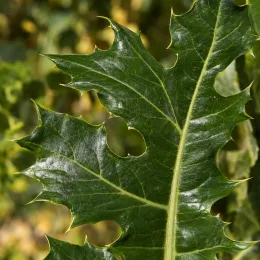 Acanthe hybride 'Morning candle' (Acanthus spinosus) — gros plan sur feuille épineuse brillante