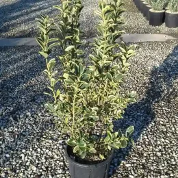 Fusain du japon 'Silver king' (Euonymus japonicus) — arbuste au feuillage panaché en pot noir · Pot 10L