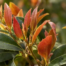 Osmanthe à feuilles variables (Osmanthus yunnanensis) — jeunes feuilles rouges contrastant avec feuillage vert · Photo d'illustration