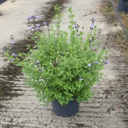 Sauge de graham 'So cool pale blue' (Salvia microphylla) — arbuste compact vert avec petites fleurs violettes en pot · Pot 7.5L