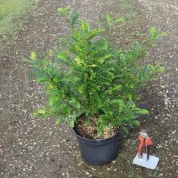 Poivre du sichuan (Zanthoxylum beecheyanum) — jeune arbuste en pot noir avec outils · Pot 4L