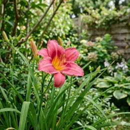 Hémérocalle 'Cherry cheek' (Hemerocallis) — fleur rose à cœur jaune dans massif