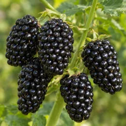 Murier 'Dirksen' (Rubus fruticosus) — gros plan sur grappes de fruits noirs · Photo d'illustration