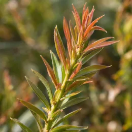 Rince-bouteilles (Callistemon salignus) — jeunes pousses colorées sur rameau feuillu · Photo d'illustration