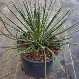 Agave geminiflora — rosette de feuilles étroites avec filaments blancs · Pot 2.5L