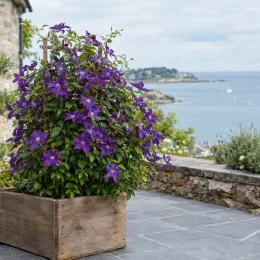 Clématite 'Violetta' (Clematis saphira) — plante grimpante fleurie en bac bois sur terrasse · Photo d'illustration