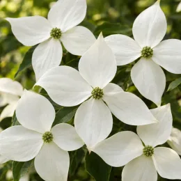 Cornouiller du japon 'Robert's select' (Cornus kousa) — gros plan sur fleurs blanches à quatre bractées