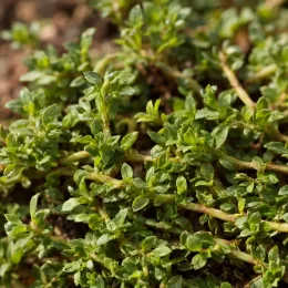 Turquette (Herniaria glabra) — tapis dense de petites feuilles vertes au sol