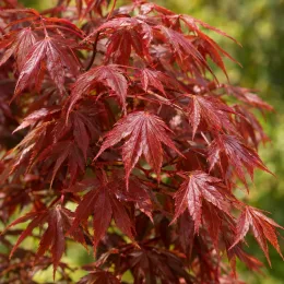 Érable du japon 'Cascade ruby' (Acer palmatum) — feuillage rouge aux feuilles finement découpées