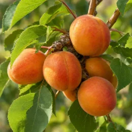 Abricotier 'Sungiant' (Prunus armeniaca) — groupe de fruits ronds orangés sur branche feuillée
