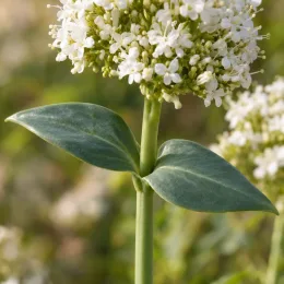 Troène de californie 'Albus' (Centranthus ruber) — gros plan d'inflorescence blanche avec feuilles opposées · Photo d'illustration