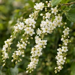 Ronce du yunnan (Rubus penduliflorus) — grappes retombantes de petites fleurs blanches · Photo d'illustration