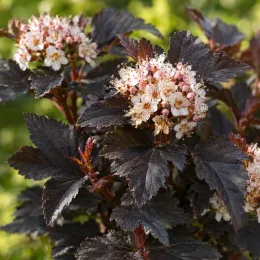 Physocarpe pourpre 'All black' (Physocarpus opulifolius) — arbuste au feuillage sombre et fleurs crème · Photo d'illustration
