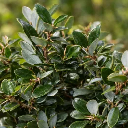 Vinettier de frikart 'Amstelveen' (Berberis × frikartii) — feuillage dense aux petites feuilles vernissées