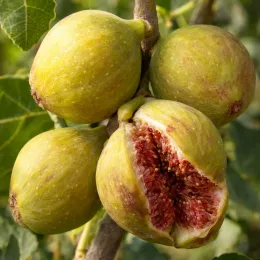 Figuier 'Jannot' (Ficus carica) — gros plan sur plusieurs fruits mûrs ouverts
