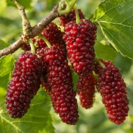 Mûrier à gros fruit rouge 'Red no.2' (Morus) — grappes de gros fruits rouges mûrs · Photo d'illustration