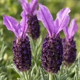 Lavande papillon (Lavandula) — épis floraux violets dressés, gros plan · Photo d'illustration