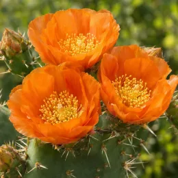 Cactée 'Orangeade' (Opuntia phaecantha) — trois grandes fleurs orange sur cactus épineux