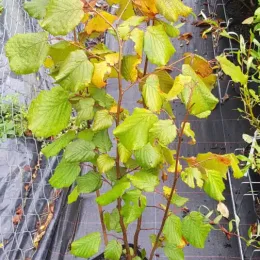 Noisetier pourpre 'Purpurea' (Corylus maxima) — jeune arbuste caduc vert en pot de pépinière · Pot 2.5L Touffe