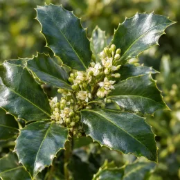 Houx arbustif mâle 'Heckenstar' (Ilex × meserveae) — gros plan sur feuilles lustrées et petites fleurs
