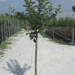 Pommier golden delicious — jeune arbre dressé sur allée gravillonnée de pépinière · Pot 18L