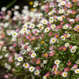 Erigeron