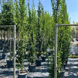 Charme commun 'Fastigiata ramifie' (Carpinus betulus) — alignement de jeunes arbres dressés en pots · Pot 30L Baliveau