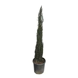 Cyprès d'italie 'Pyramidalis' (Cupressus sempervirens) — conifère élancé en pot plastique noir · Pot 10L