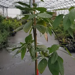 Avocatier race mexicaine 'Zutano' (Persea americana) — jeune arbre feuillu tuteuré dans serre de pépinière · Pot 25L Baliveau