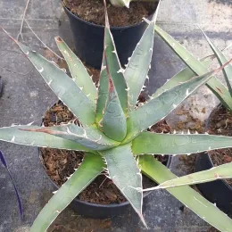 Agave du chihuahua (Agave lechuguilla) — rosette de feuilles succulentes vertes en pot noir · Pot 2.5L