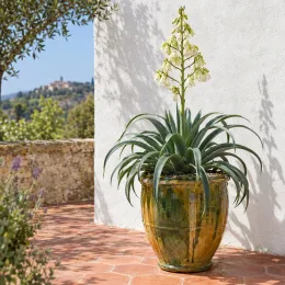 Agave 'Calamar' (Agave bracteosa) — agave en pot vernissé sur terrasse ensoleillée · Photo d'illustration