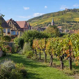 Cépage noir 'Gamay' (Vitis vinifera) — rangées de vignes chargées de grappes dans village · Photo d'illustration
