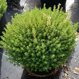 Thym 'Compactus' (Thymus vulgaris) — touffe dense de feuillage vert en pot noir · Pot 2.5L Touffe