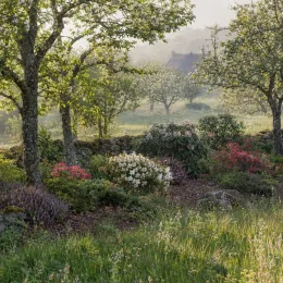 Azalée de chine 'Whitethroat' (Azalea mollis) — massif fleuri sous des arbres au jardin · Photo d'illustration